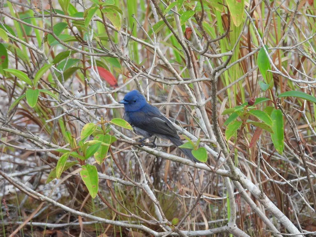 灰蓝王鹟(Hypothymis puella)