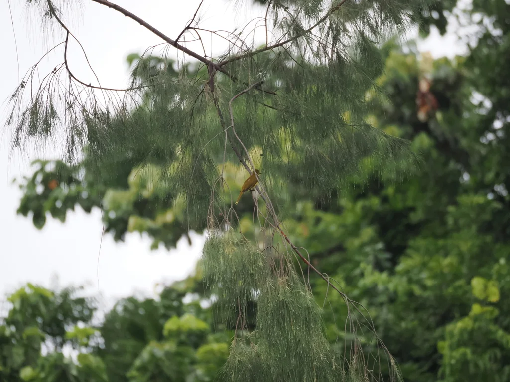 托岛金冠鹎(Hypsipetes aureus)