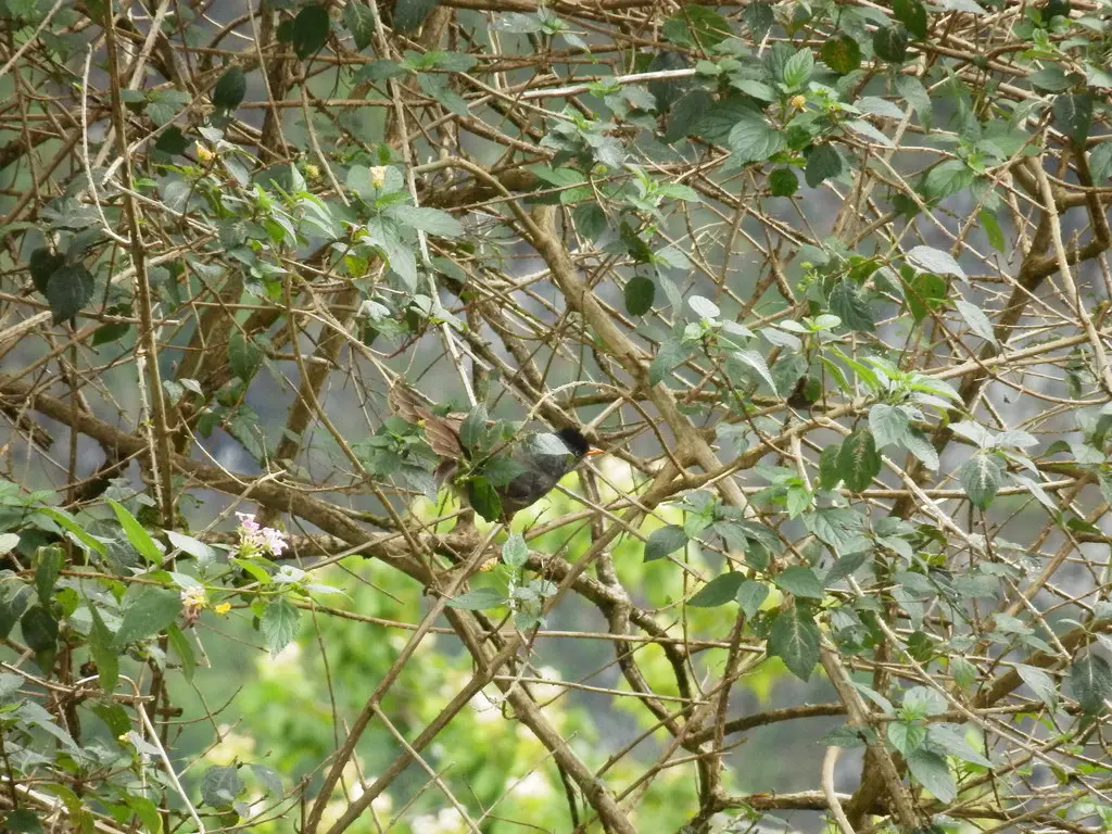绿短脚鹎（Hypsipetes borbonicus）