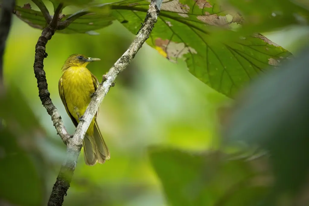 哈岛金冠鹎(Hypsipetes chloris)