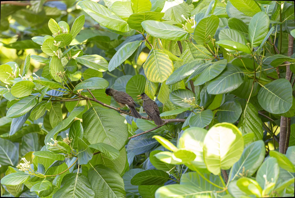 厚嘴短脚鹎(Hypsipetes crassirostris)