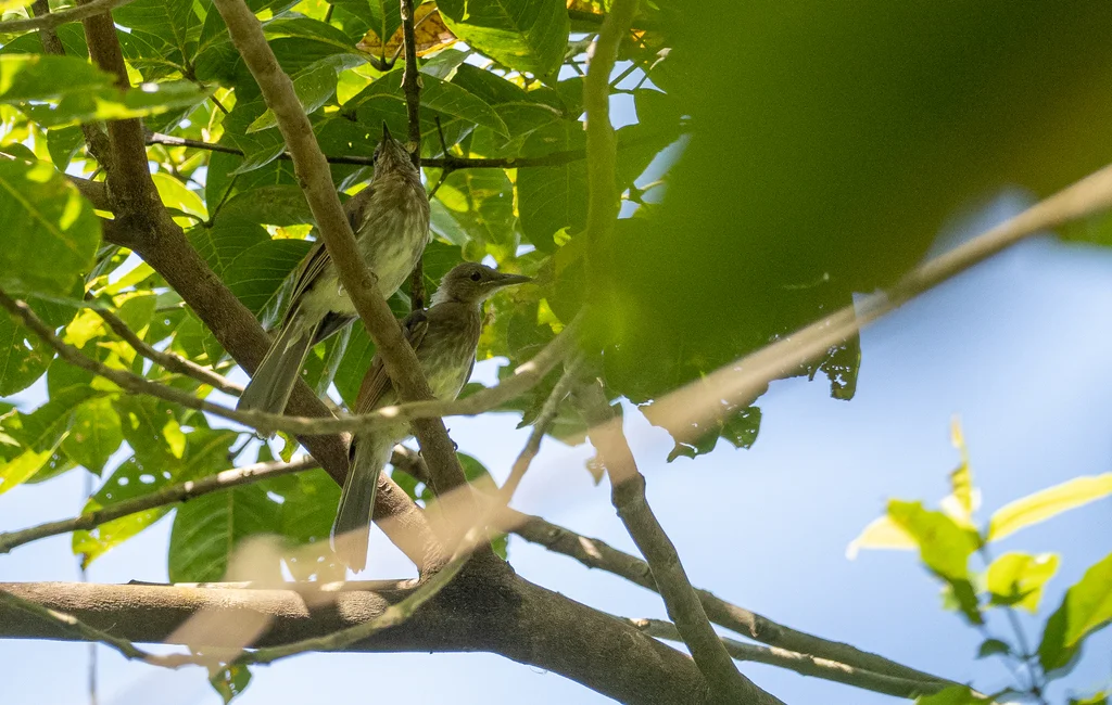 米岛短脚鹎(Hypsipetes guimarasensis)