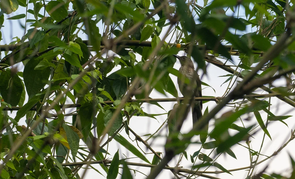 纹胸鹎(Hypsipetes siquijorensis)