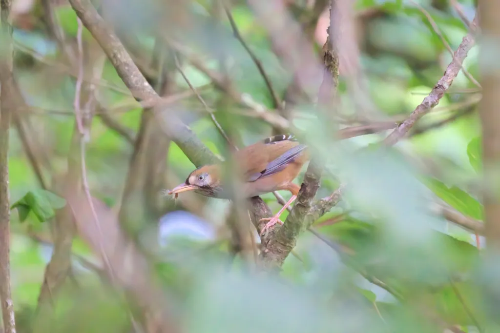 灰翅噪鹛(Ianthocincla cineracea)