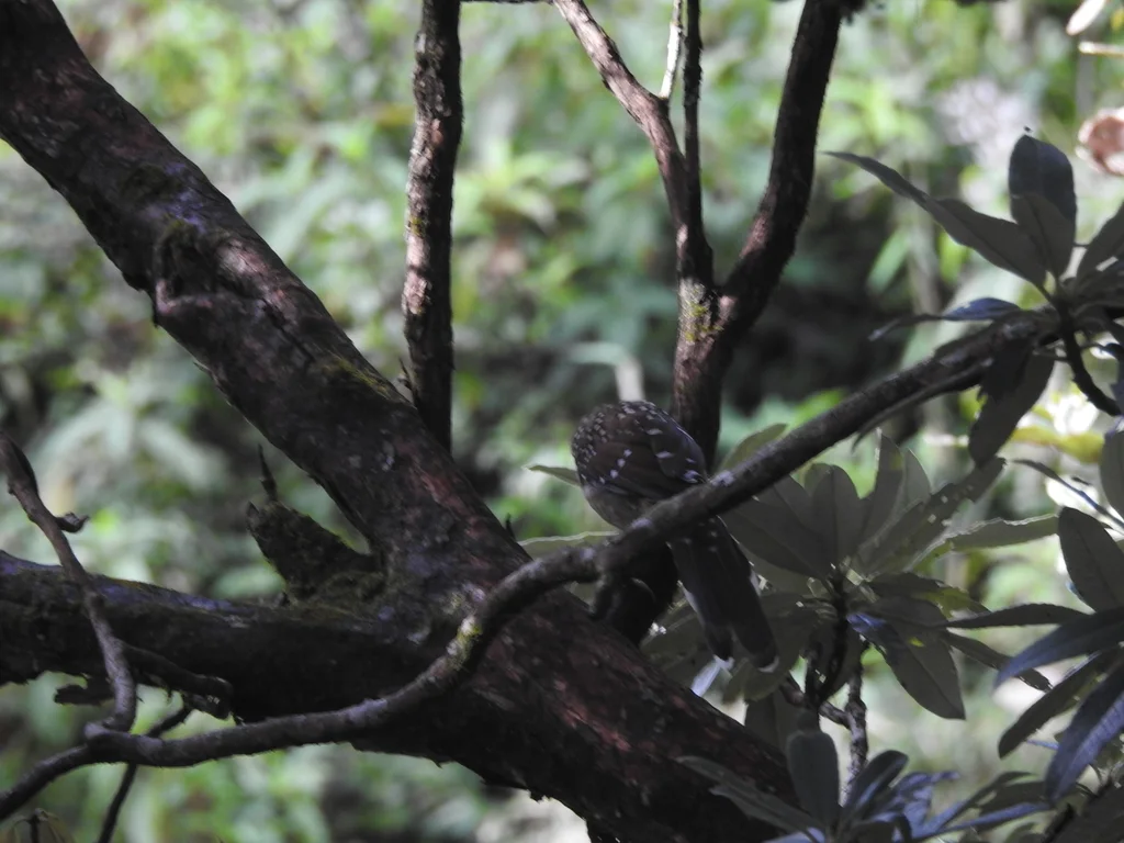 眼纹噪鹛(Ianthocincla ocellata)