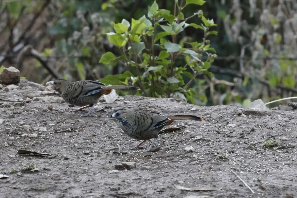 棕颏噪鹛(Ianthocincla rufogularis)