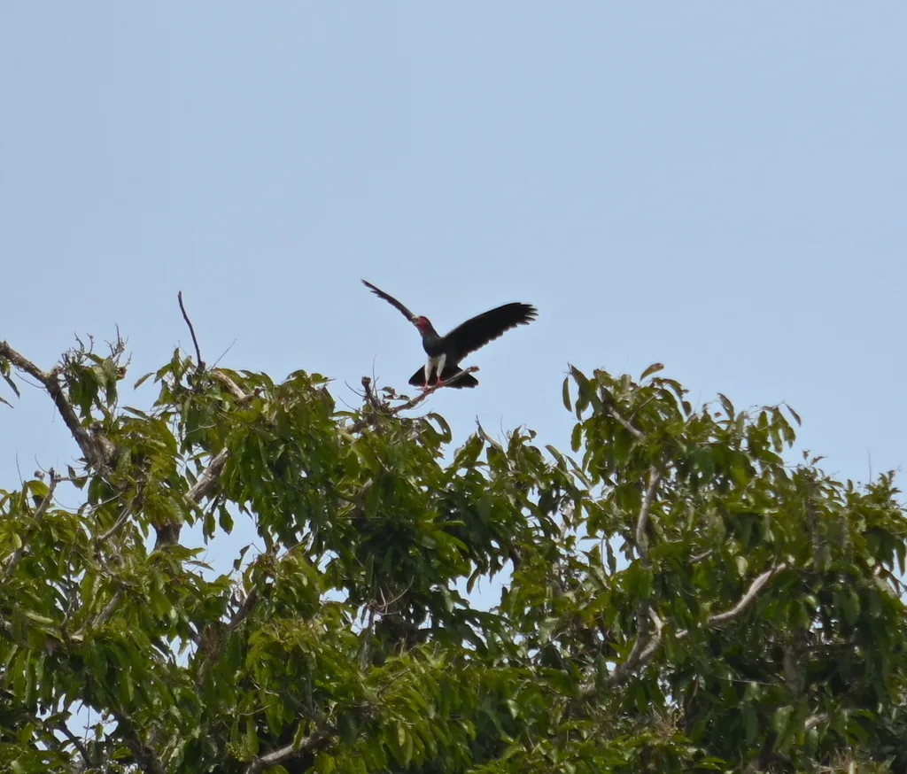 红喉巨隼（Ibycter americanus）