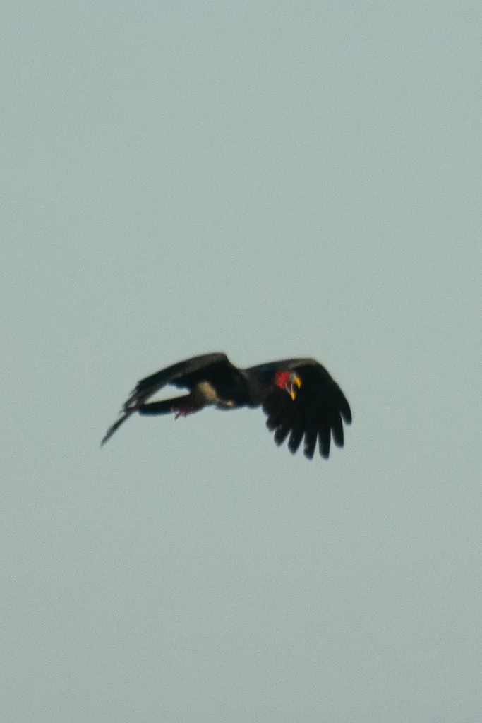 红喉巨隼（Ibycter americanus）