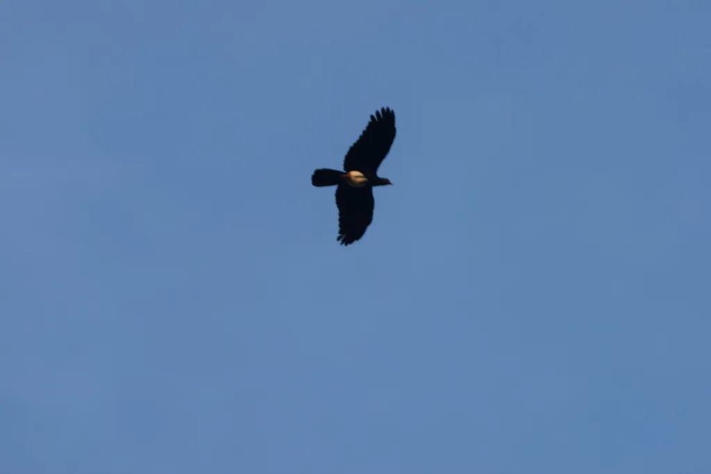 红喉巨隼（Ibycter americanus）
