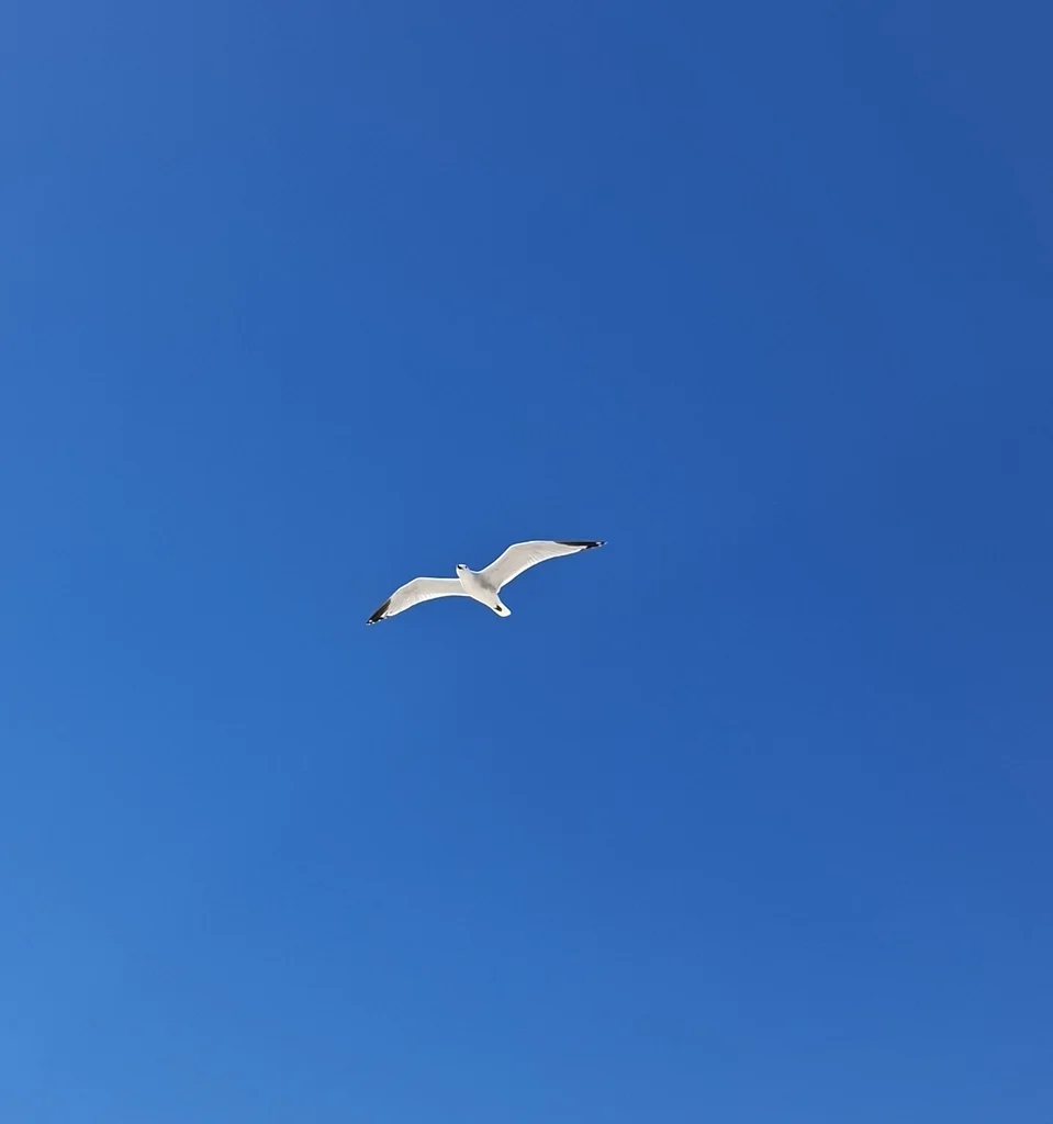 奥氏鸥(Ichthyaetus audouinii)