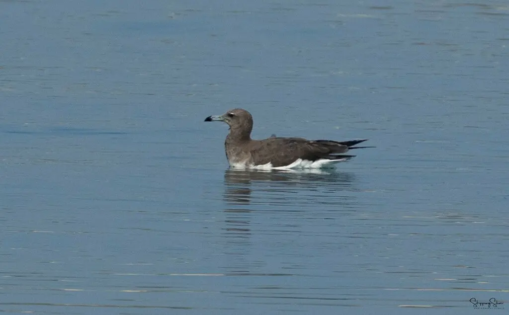 白领鸥(Ichthyaetus hemprichii)