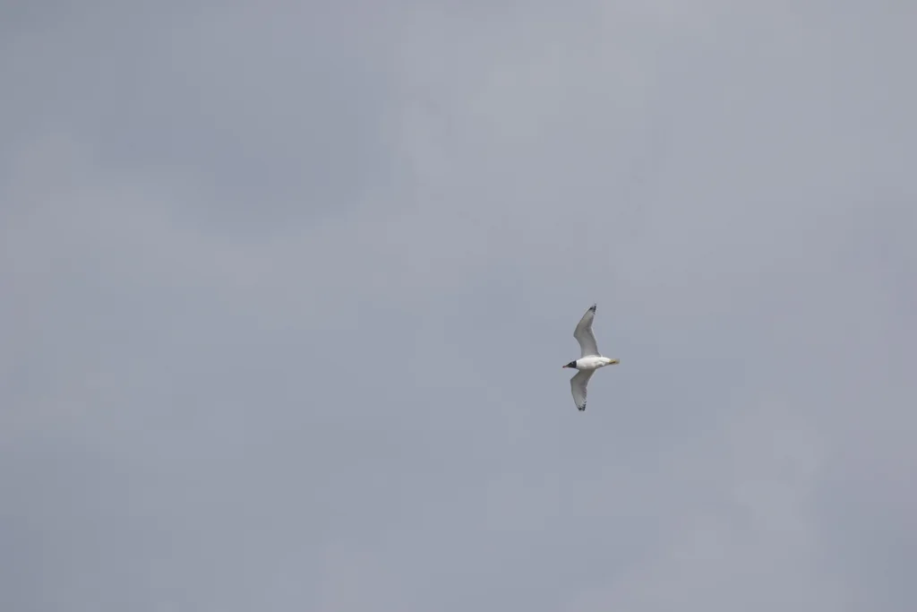 渔鸥(Ichthyaetus ichthyaetus)