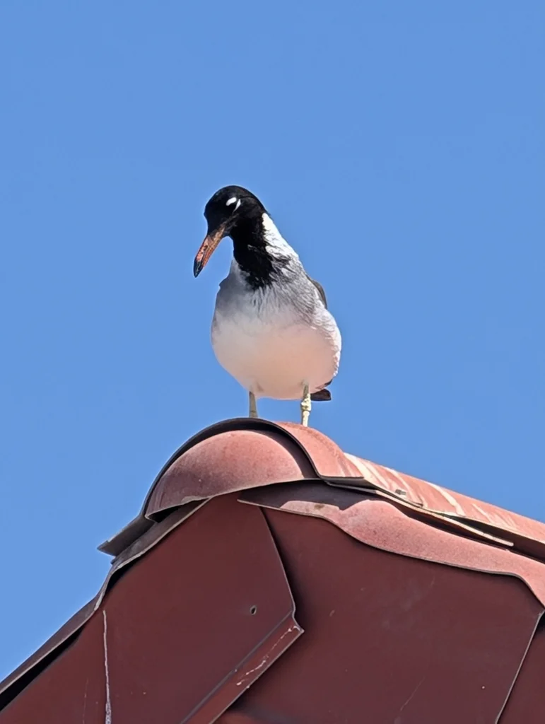 白眼鸥(Ichthyaetus leucophthalmus)