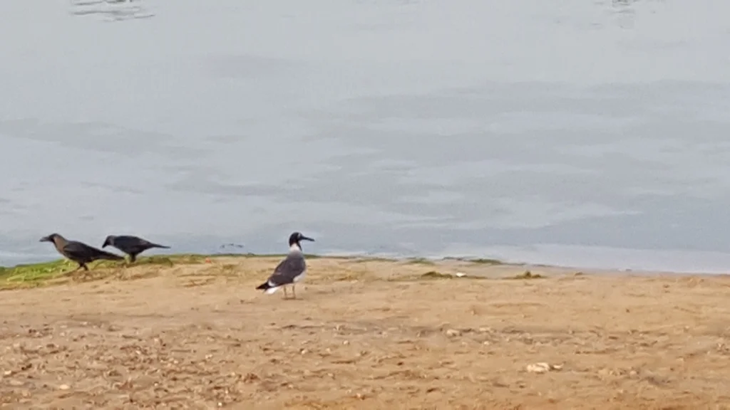 白眼鸥(Ichthyaetus leucophthalmus)