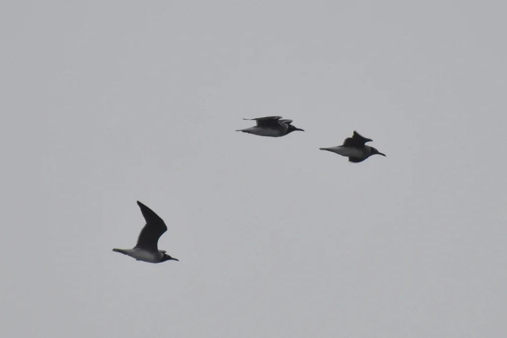 白眼鸥(Ichthyaetus leucophthalmus)