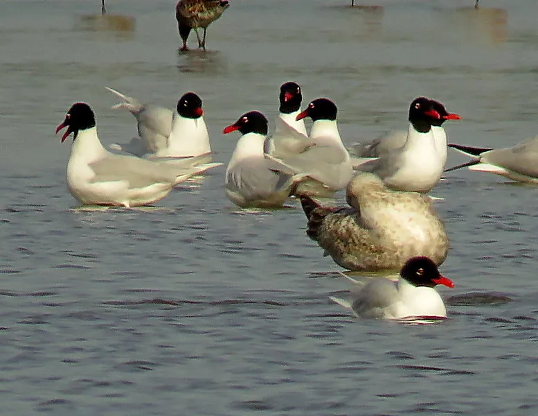 地中海鸥(Ichthyaetus melanocephalus)