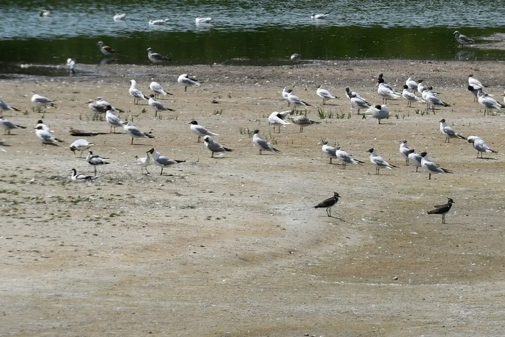 地中海鸥(Ichthyaetus melanocephalus)