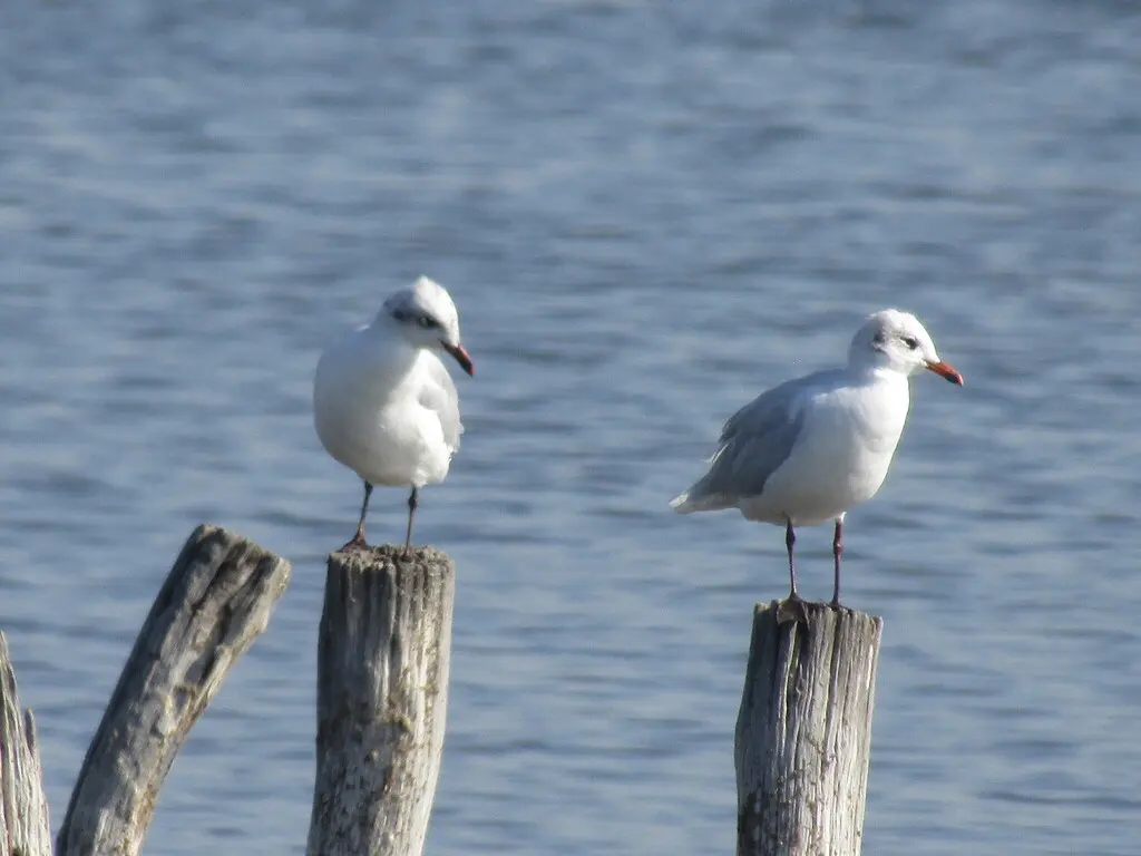 地中海鸥(Ichthyaetus melanocephalus)