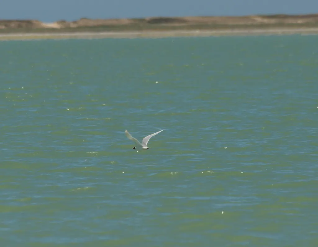地中海鸥(Ichthyaetus melanocephalus)