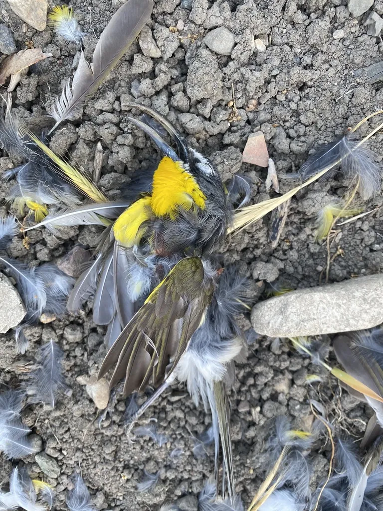 黄胸大䳭莺(Icteria virens)