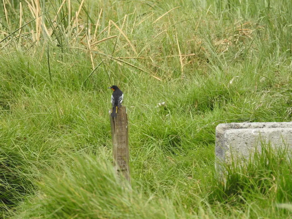 黑背拟鹂(Icterus abeillei)