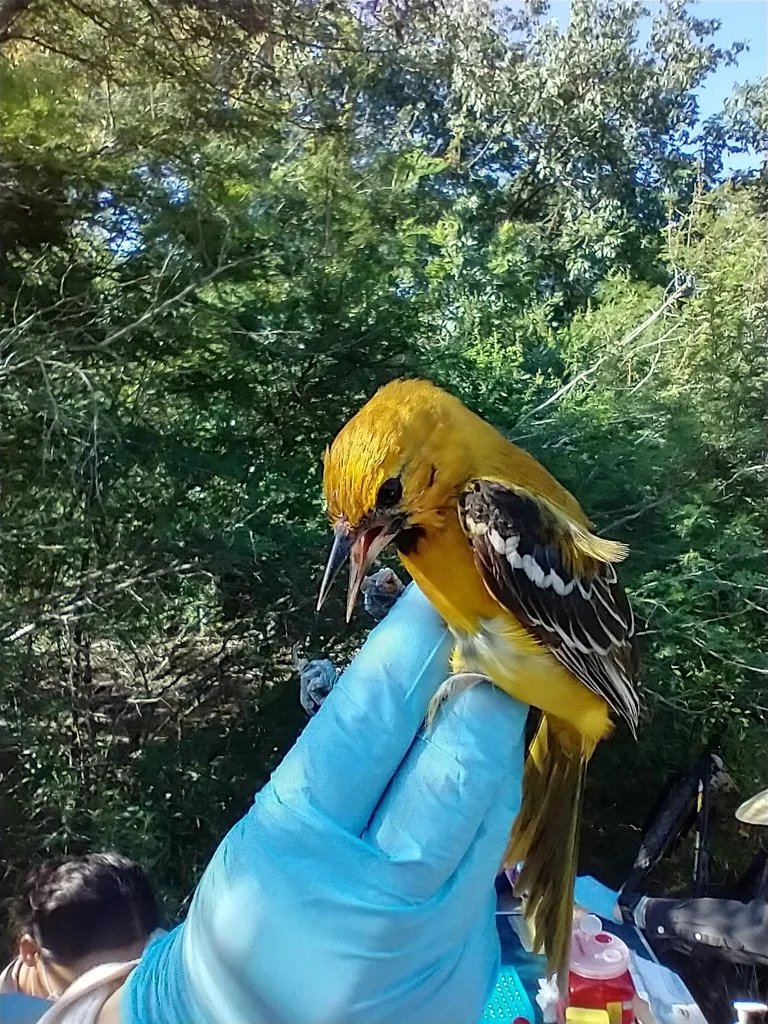 墨西哥橙拟鹂(Icterus auratus)