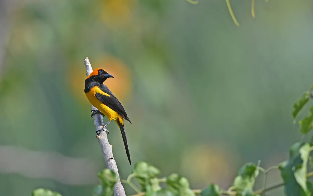 橙冠拟鹂(Icterus auricapillus)