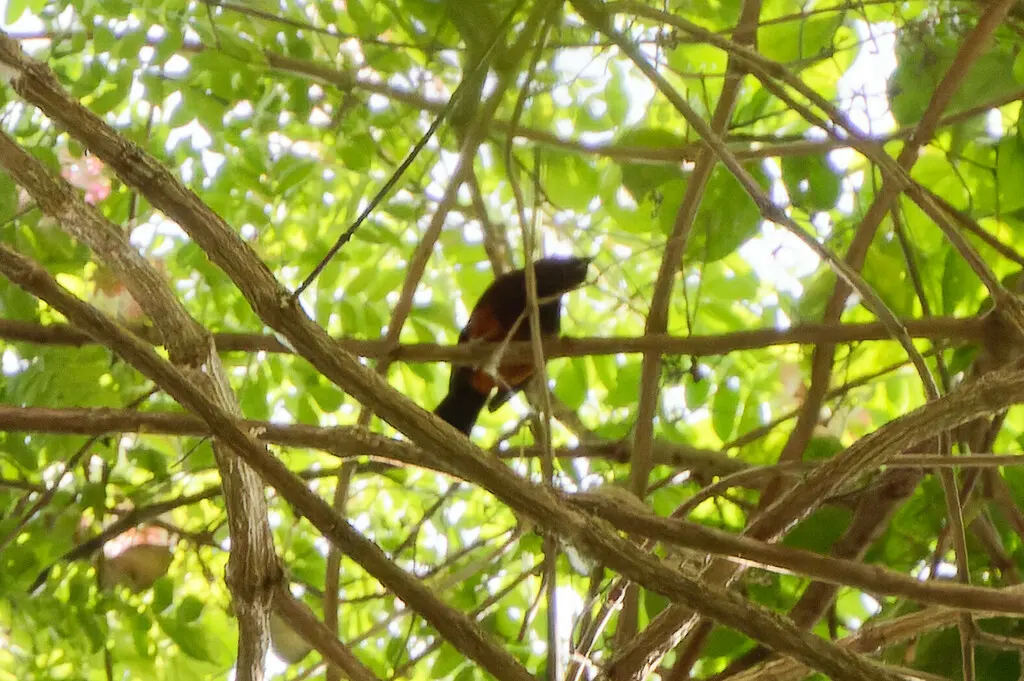 马提拟鹂(Icterus bonana)