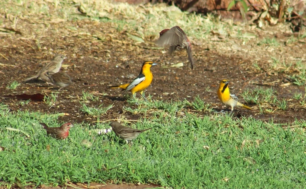 布氏拟鹂(Icterus bullockiorum)