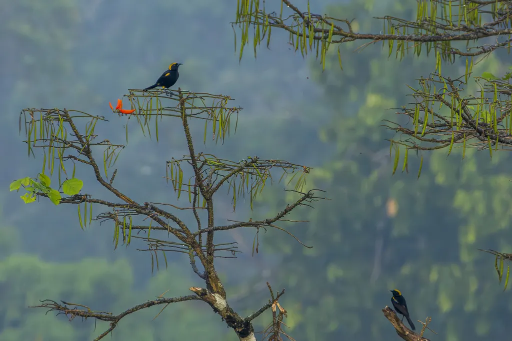 黄肩黑拟鹂(Icterus cayanensis)