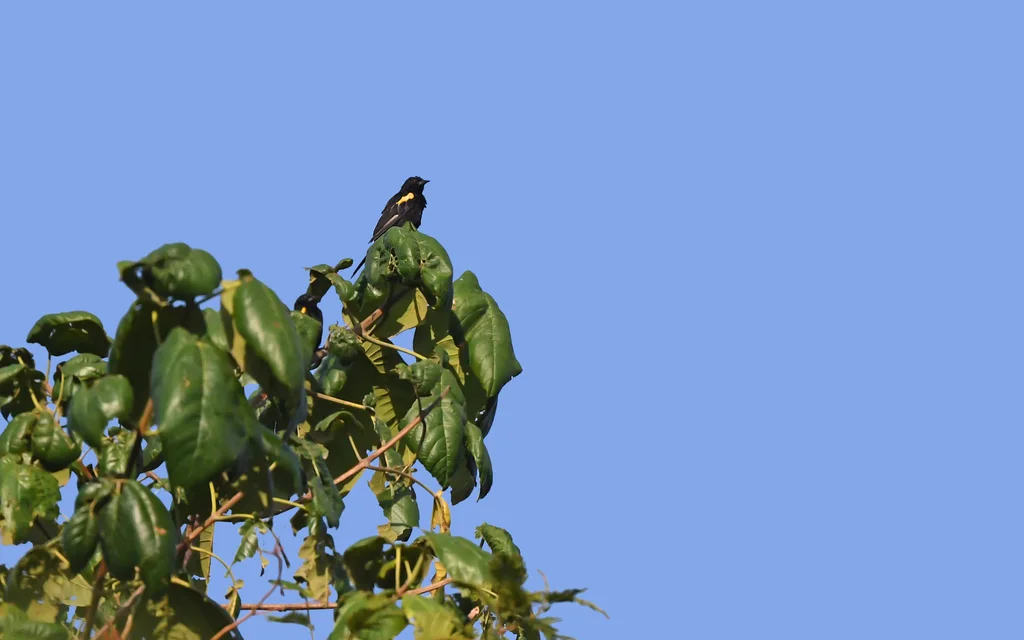 黄肩黑拟鹂(Icterus cayanensis)