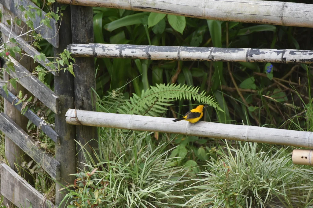 黄背拟鹂(Icterus chrysater)