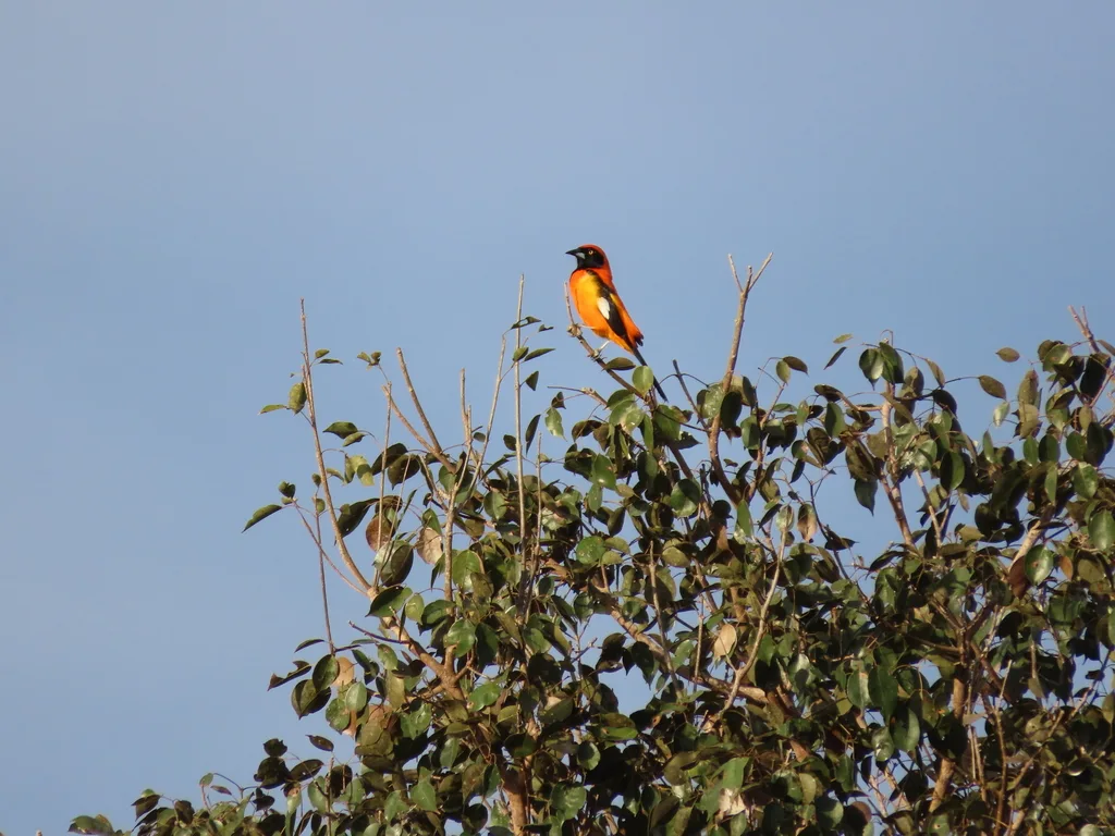 橙背拟鹂(Icterus croconotus)