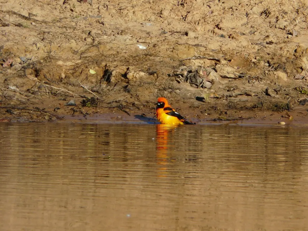 橙背拟鹂(Icterus croconotus)