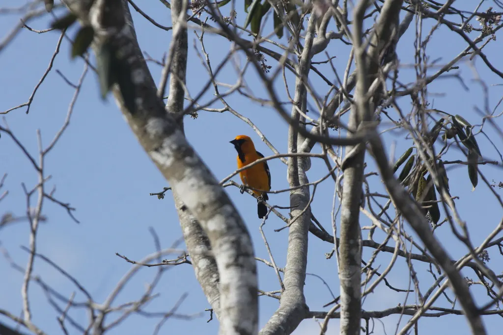 巾冠拟鹂(Icterus cucullatus)