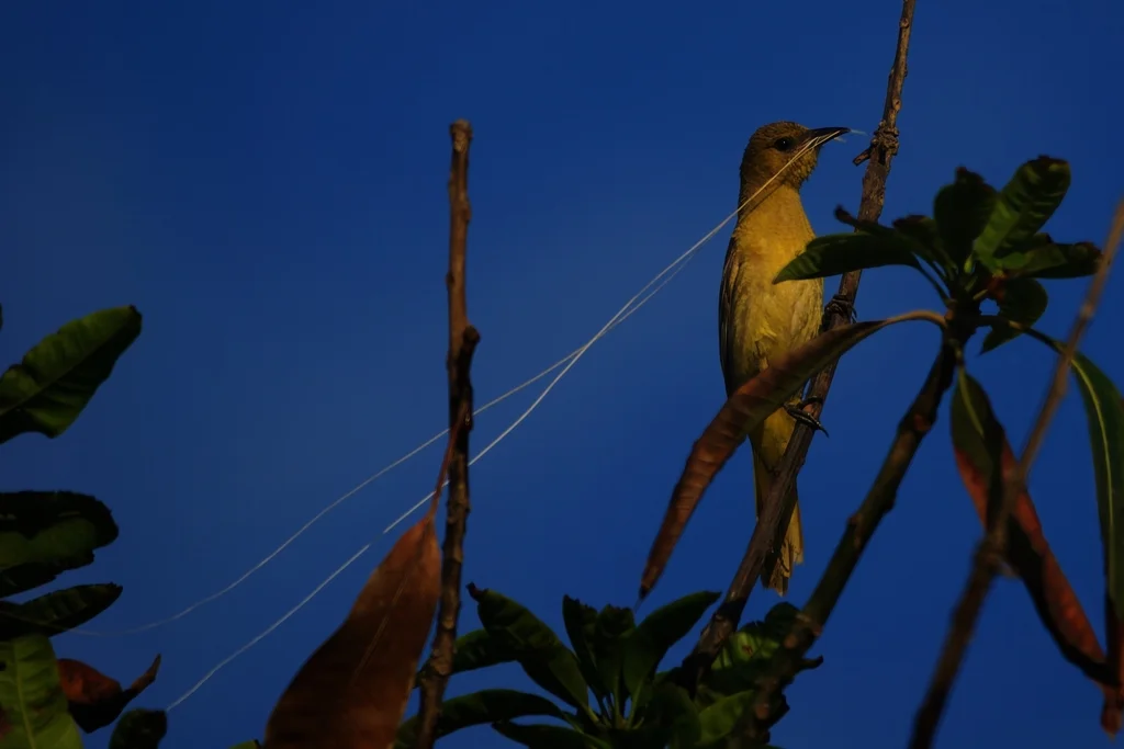 巾冠拟鹂(Icterus cucullatus)