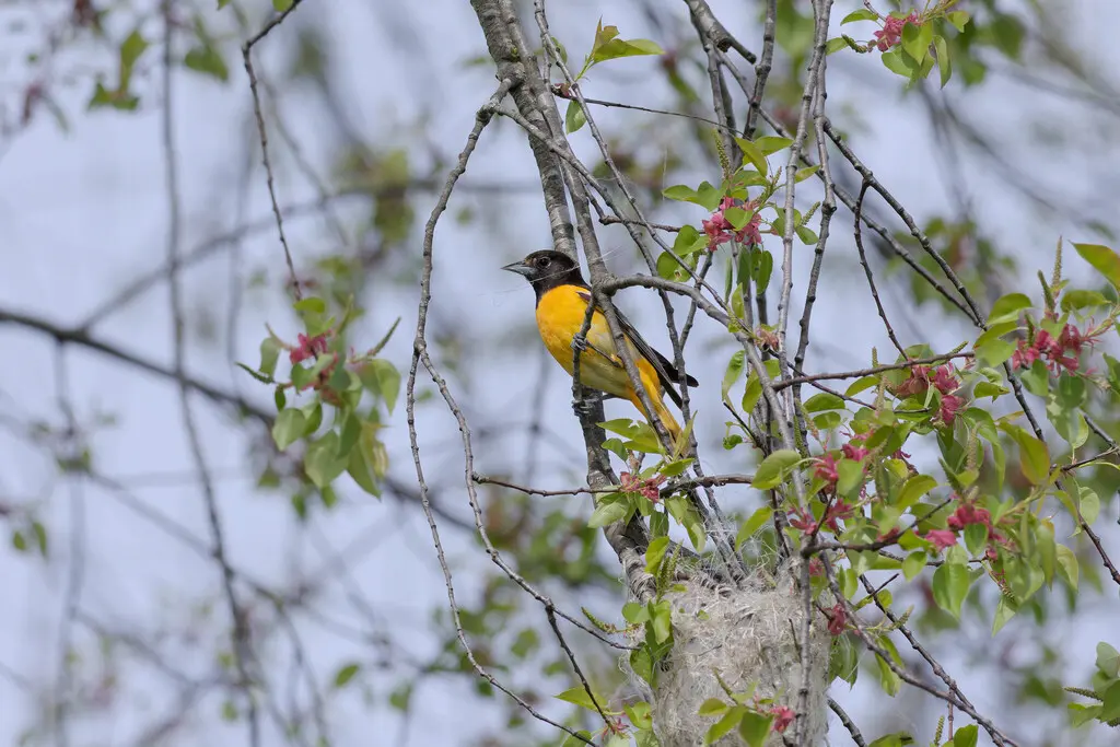 橙腹拟鹂(Icterus galbula)