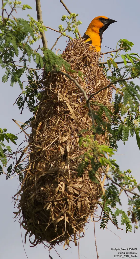 橙拟鹂(Icterus gularis)