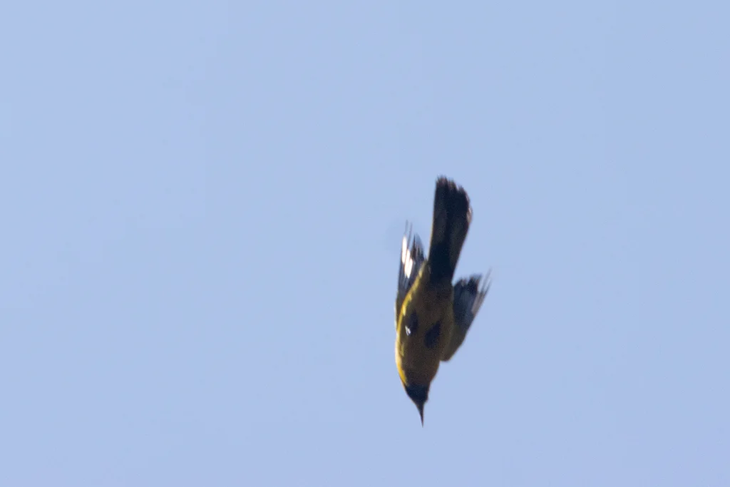 斑翅拟鹂(Icterus maculialatus)