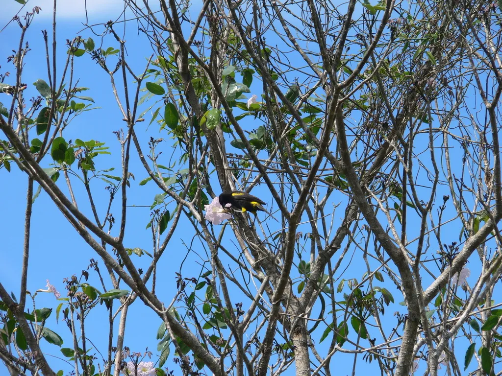 古巴拟鹂(Icterus melanopsis)