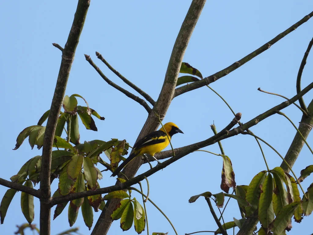 黄尾拟鹂(Icterus mesomelas)
