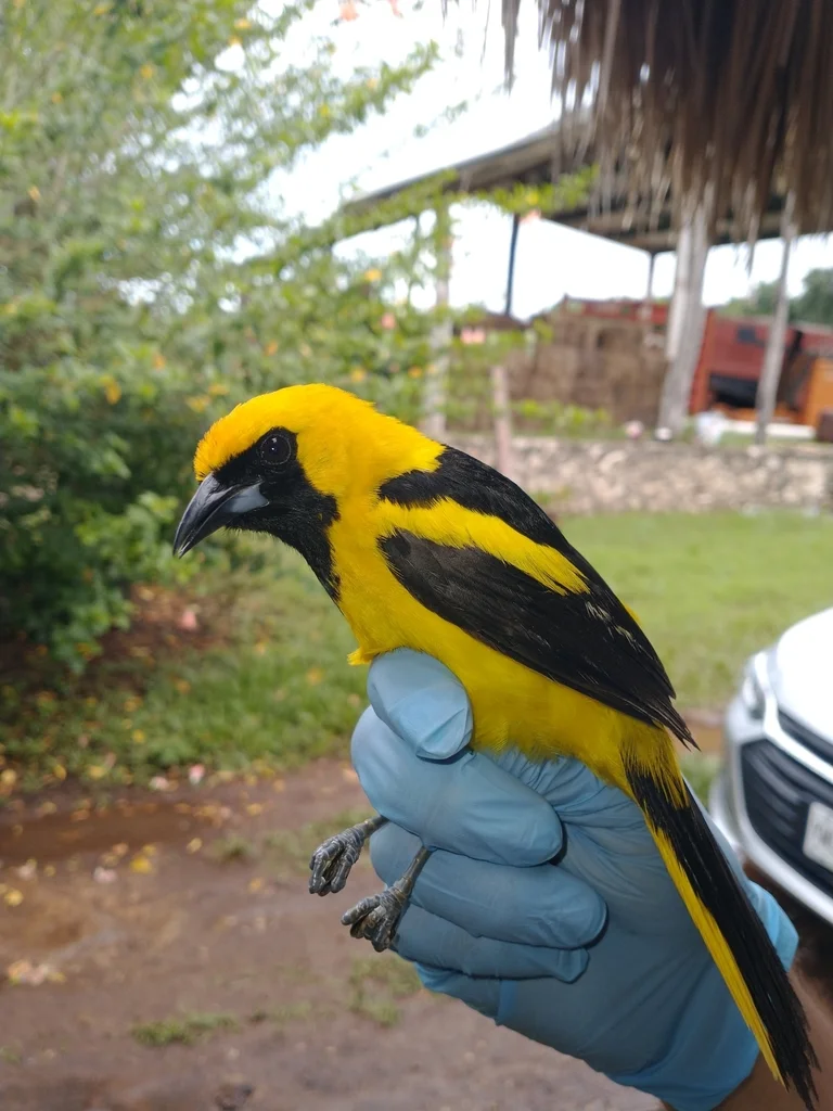 黄尾拟鹂(Icterus mesomelas)