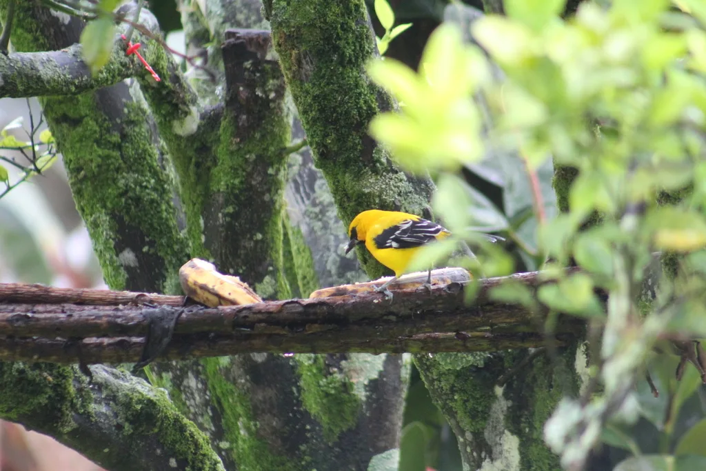 黄拟鹂(Icterus nigrogularis)