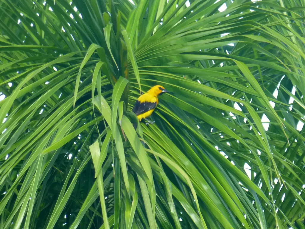 黄拟鹂(Icterus nigrogularis)