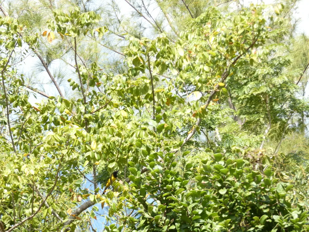 巴哈马拟鹂(Icterus northropi)