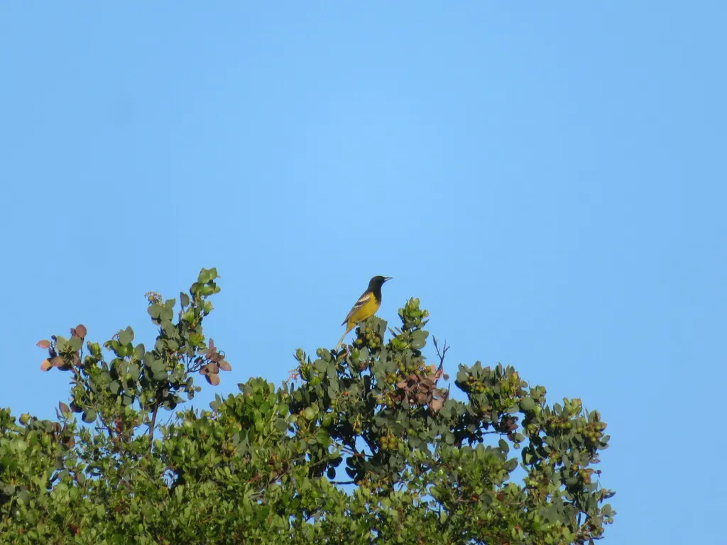 斯氏拟鹂(Icterus parisorum)
