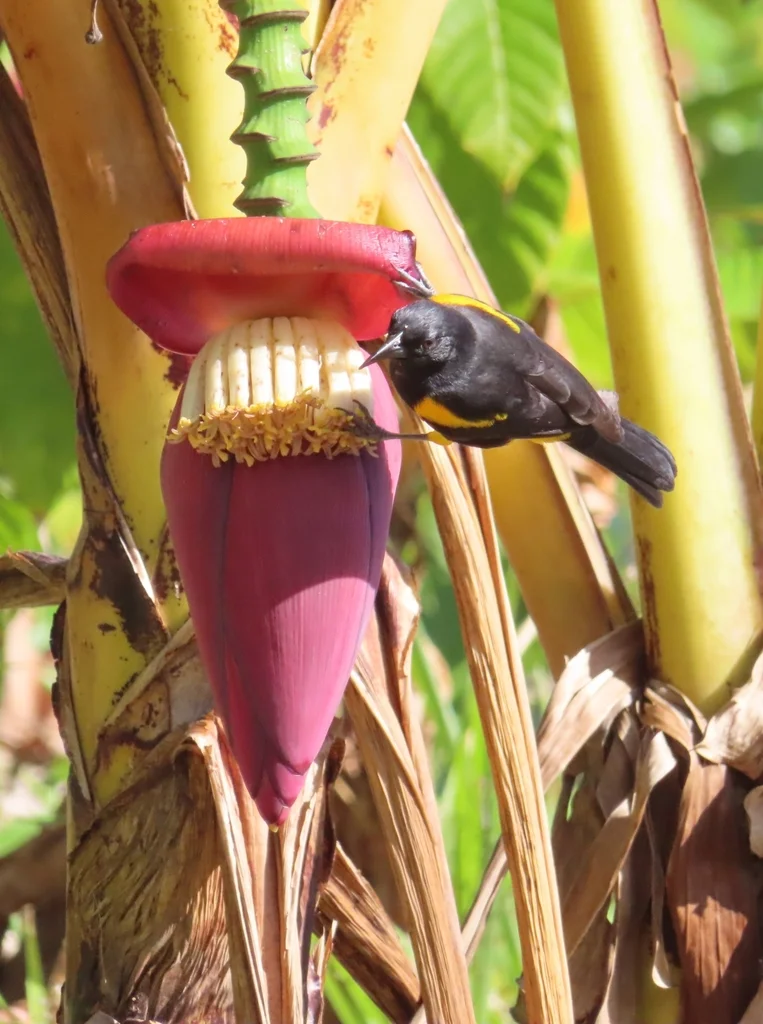 波多黎各拟鹂(Icterus portoricensis)