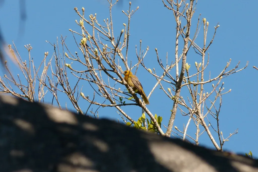 波多黎各拟鹂(Icterus portoricensis)