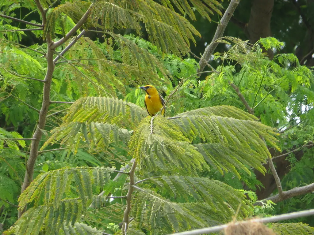 红头拟鹂(Icterus pustulatus)