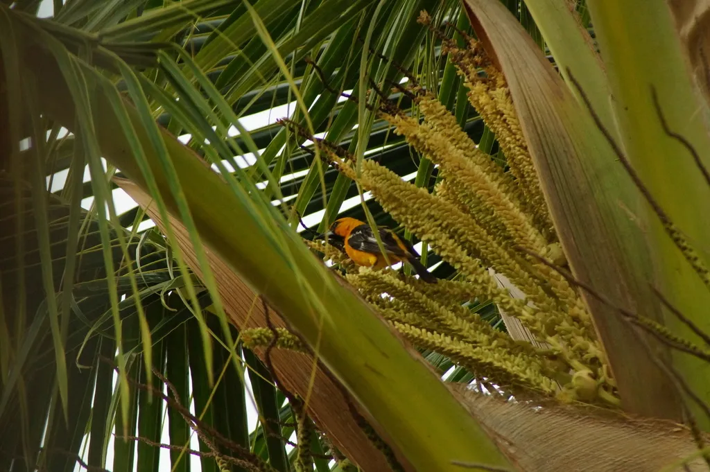 红头拟鹂(Icterus pustulatus)